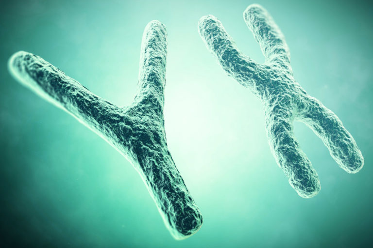 Can telemores predict aging? Image is replication of X and Y DNA chromosomes.