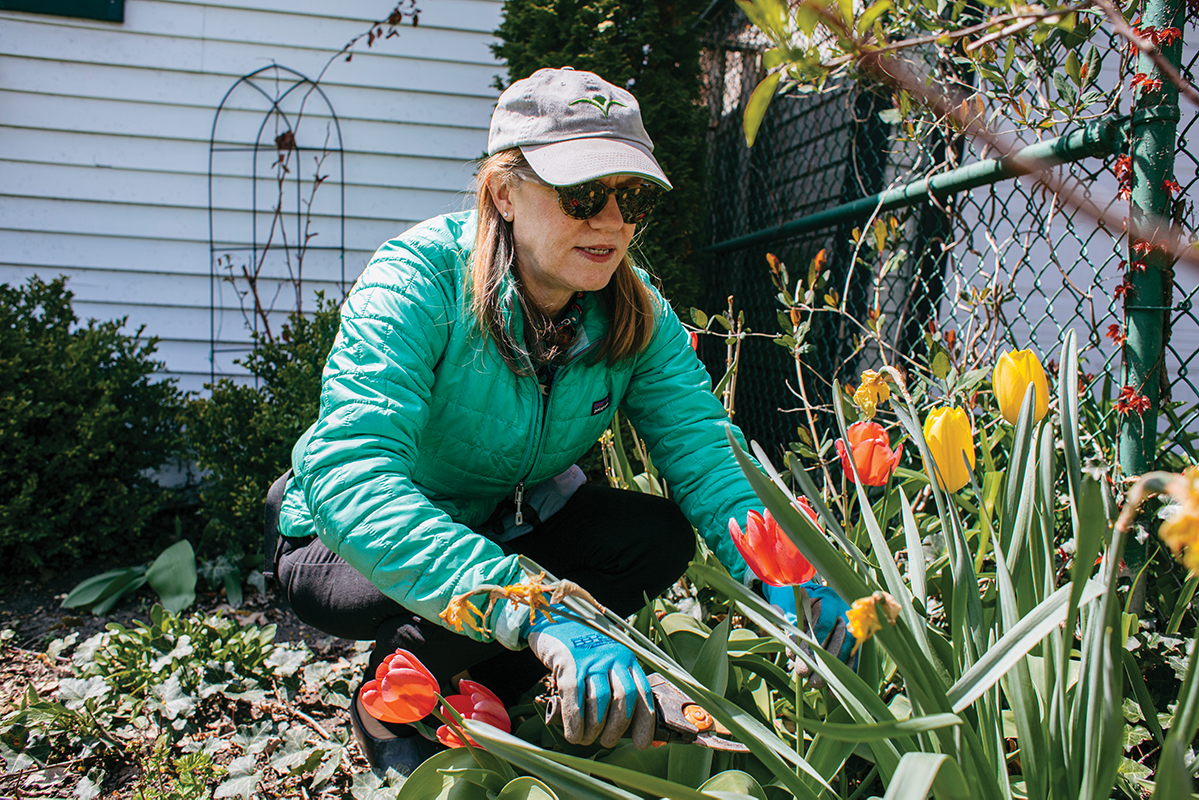 Carolyn Frazier gardening tulips
