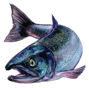 Salmon watercolor drawing