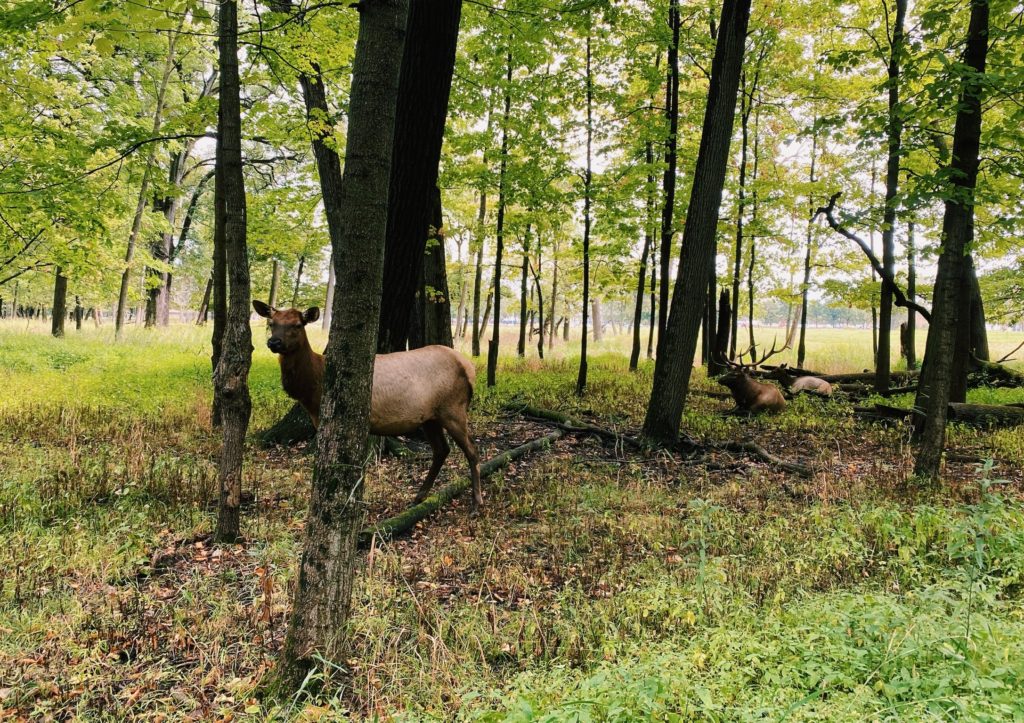 Elk resting in a pasture in Busse Woods