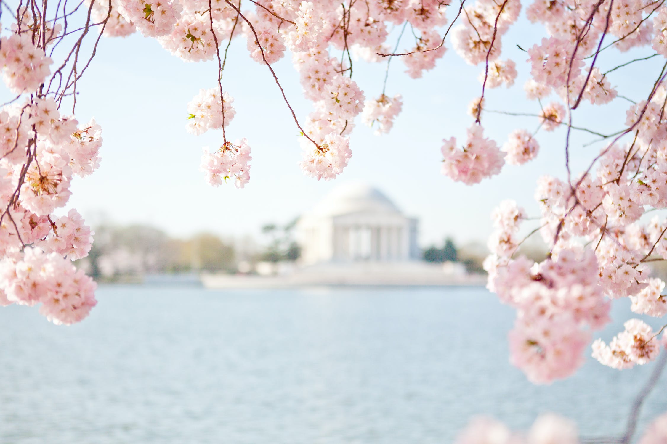 Pale pink cherry blossoms bloom in the foreground with a slightly out-of-focus Jefferson Memorial in the background, Washington, D.C.