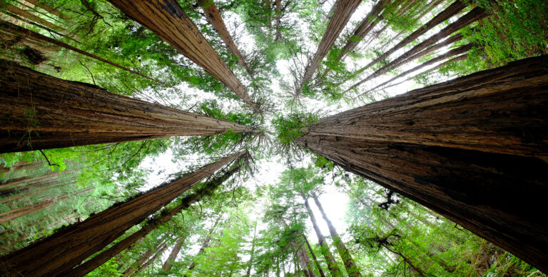 Remembering A Life. Trees viewed upwards towards sky representing the passing of life and legacy. National Funeral Directors Association