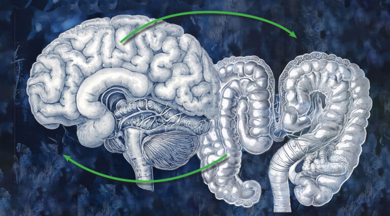 Illustration of gut-brain connection. Gut health, GI health.